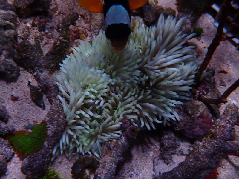 Amazon.co.jp: （海水魚）サンゴイソギンチャク SS－Sサイズ